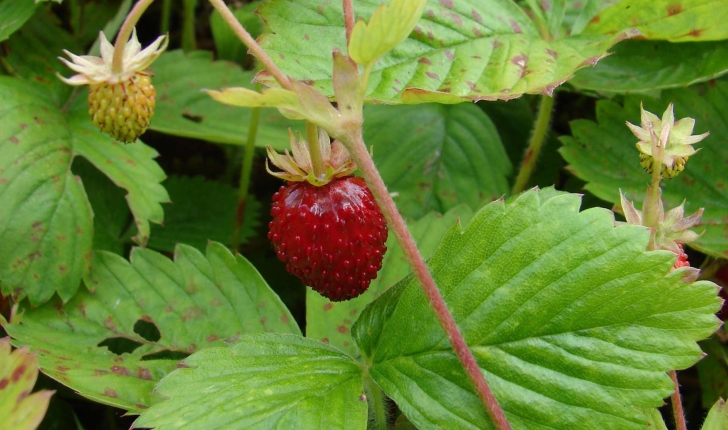 Fragaria vesca (L., 1753)