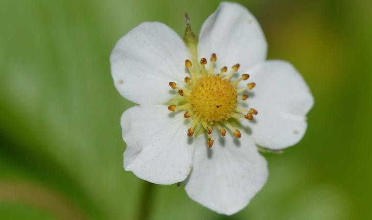 Fragaria vesca (L., 1753)