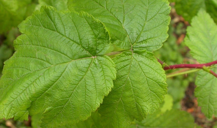 Rubus idaeus (L., 1753)