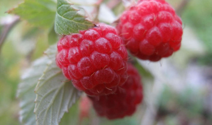 Rubus idaeus (L., 1753)