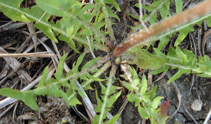 Taraxacum officinale (F.H.Wigg., 1780)