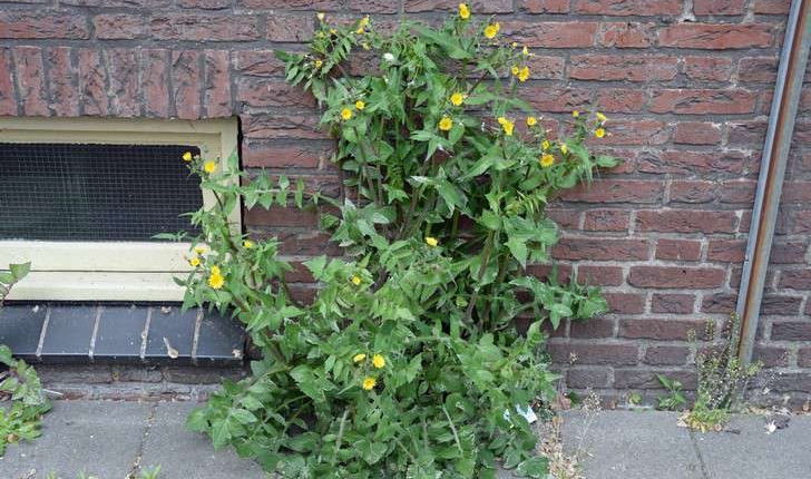 Sonchus oleraceus (L., 1753)