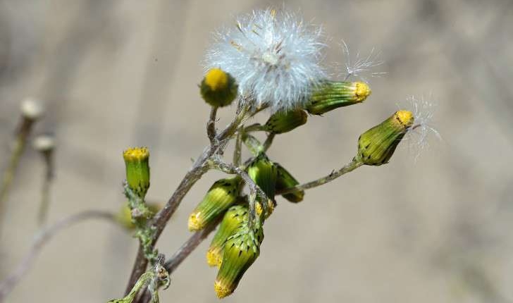 Senecio vulgaris (L., 1753)