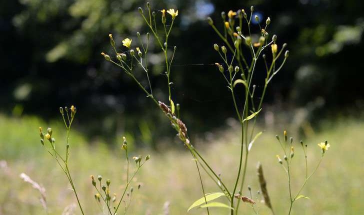 Lapsana communis (L., 1753)