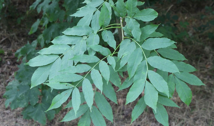 Fraxinus excelsior