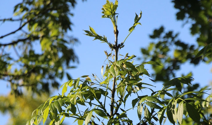 Fraxinus excelsior