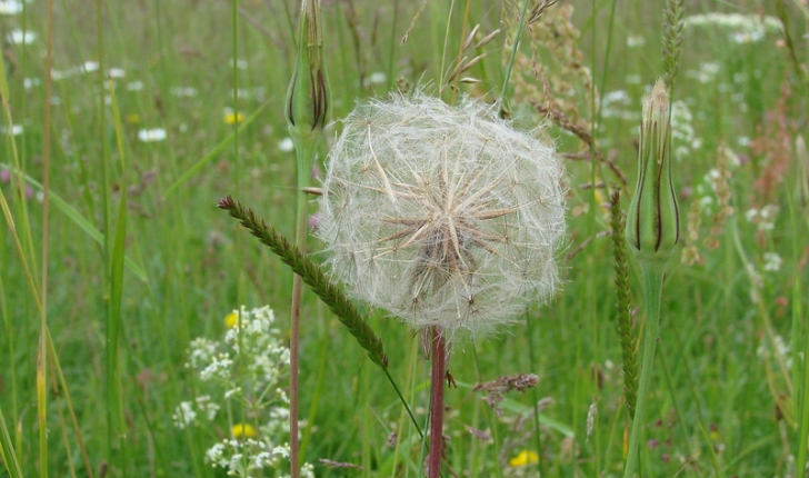 Tragopogon pratensis L.