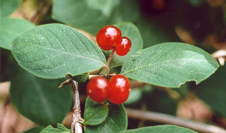 Lonicera xylosteum L.