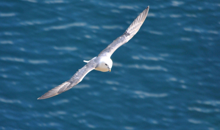 Fulmarus glacialis ((Linnaeus, 1761))