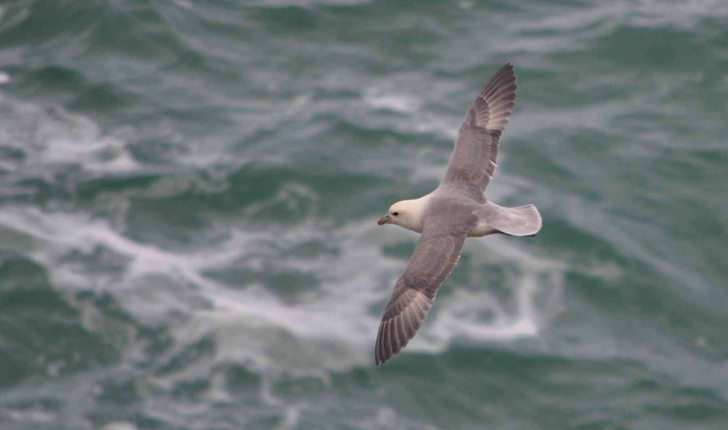 Fulmarus glacialis ((Linnaeus, 1761))