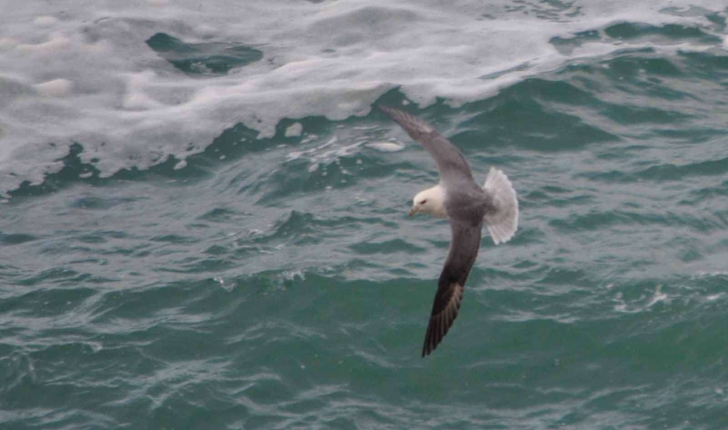 Fulmarus glacialis ((Linnaeus, 1761))