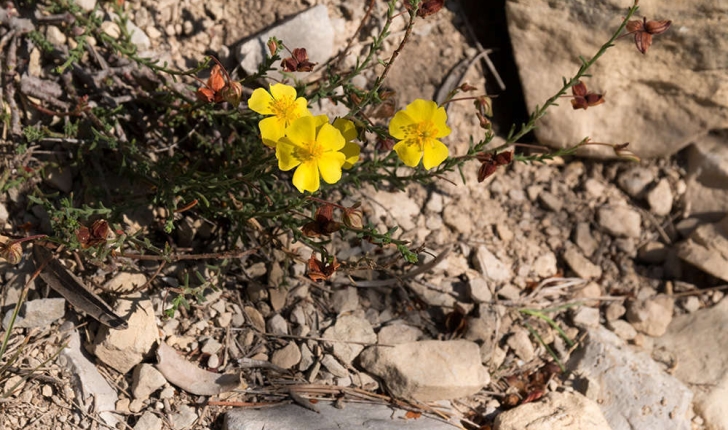 Fumana procumbens (Spach, 1836)