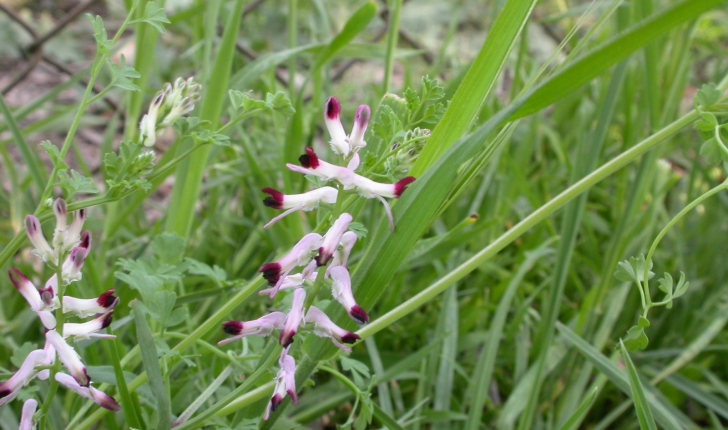 Fumaria muralis, Sond. ex W.D.J.Koch 1845