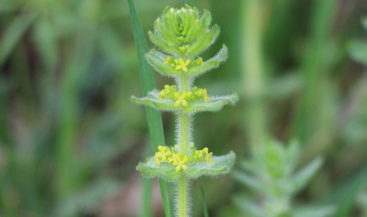 Galium sp (L., 1753)