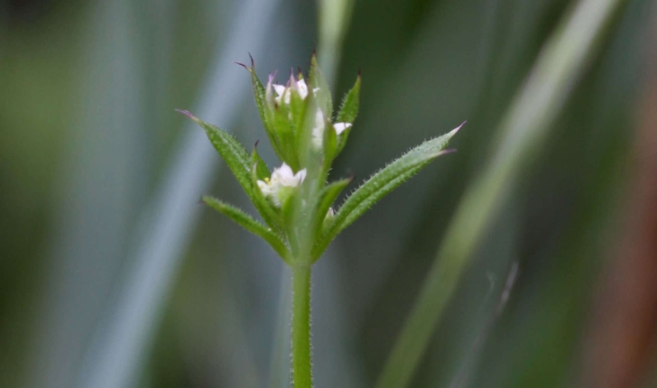 Galium aparine (L., 1753)