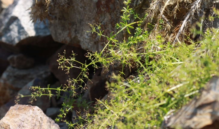 Galium aparine (L., 1753)