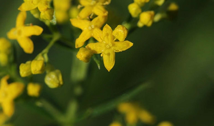 Galium verum (L. 1753)