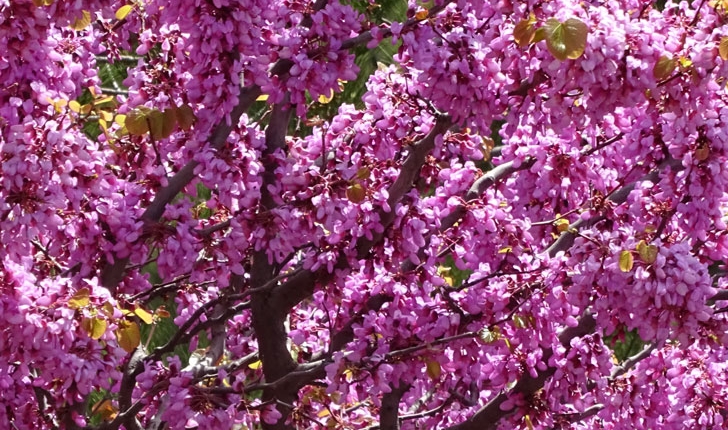 Cercis siliquastrum (Linné, 1753)