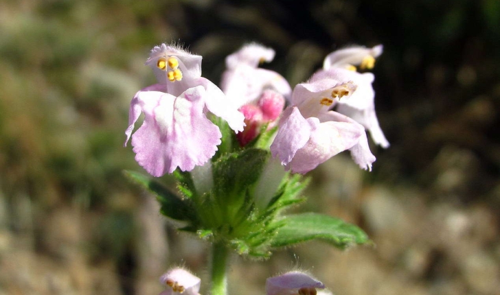 Galeopsis ladanum (Linné, 1753)