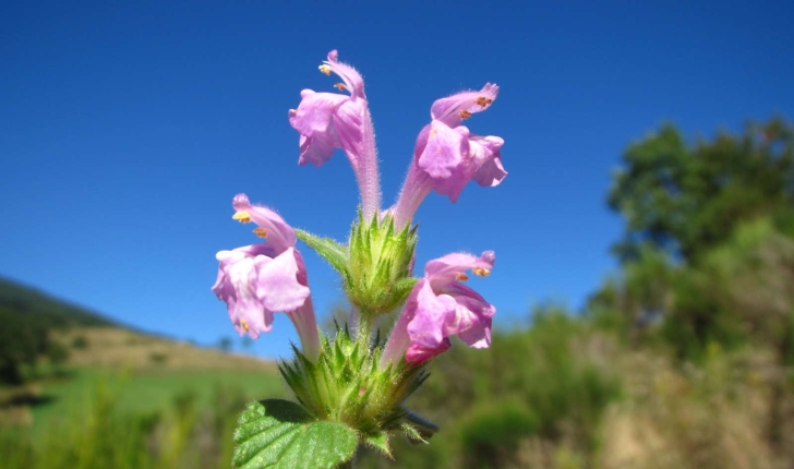 Galeopsis ladanum (Linné, 1753)