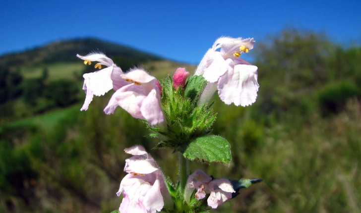 Galeopsis ladanum (Linné, 1753)