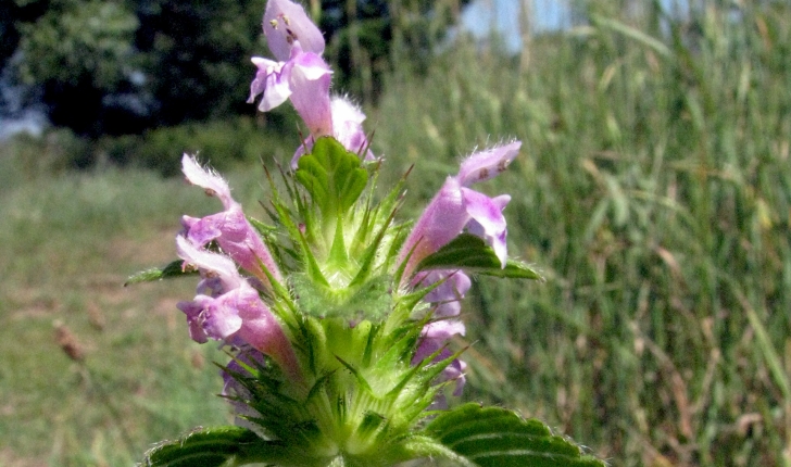 Galeopsis tetrahit L., 1753