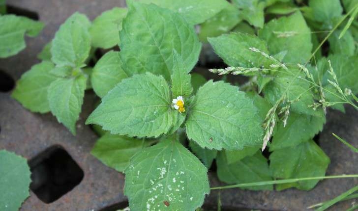 Galinsoga quadriradiata (Ruiz & Pav., 1798)