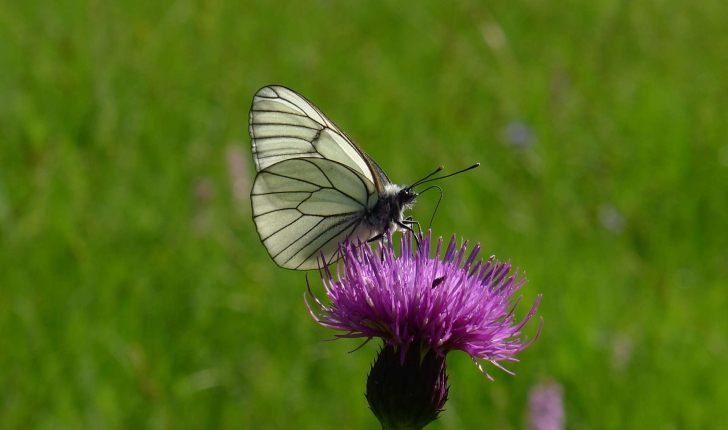 Aporia crataegi (Linnaeus, 1758)