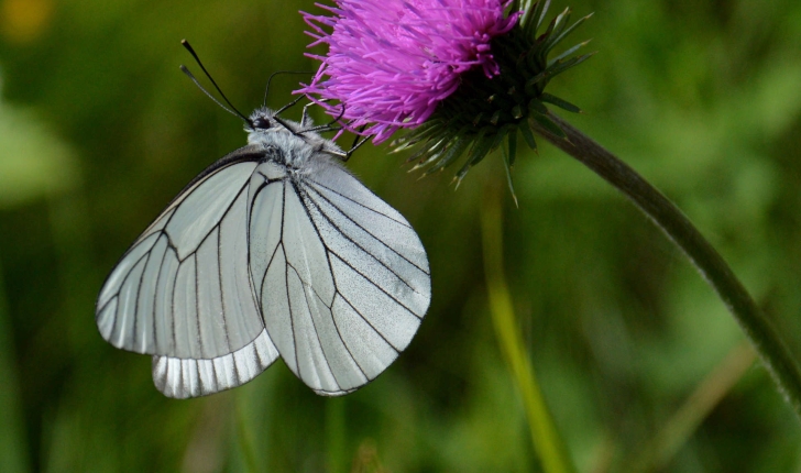 Aporia crataegi (Linnaeus, 1758)