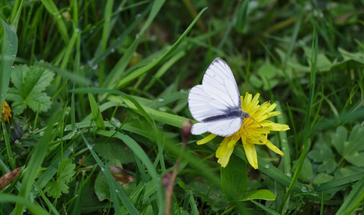 Aporia crataegi (Linnaeus, 1758)