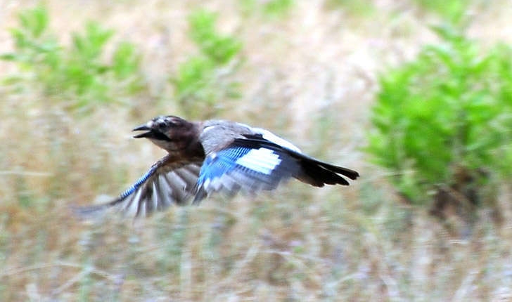 Garrulus glandarius (Linnaeus, 1758)