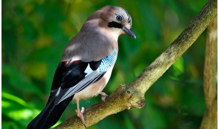 Garrulus glandarius (Linnaeus, 1758)