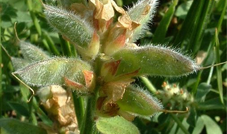 Genista sagittalis 