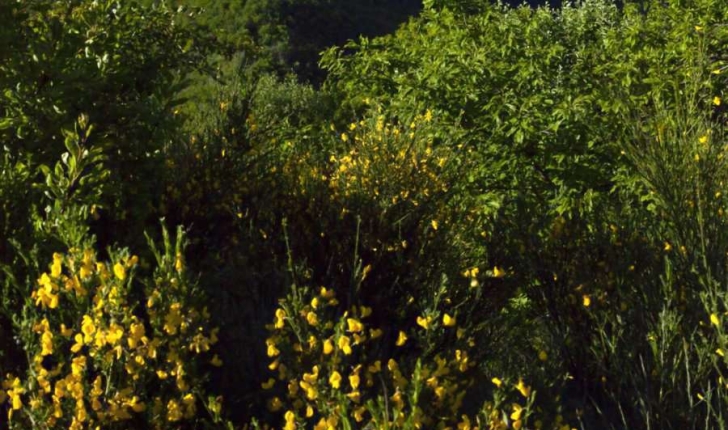 Cytisus scoparius (L.) Link