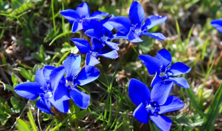 Gentiana sp.