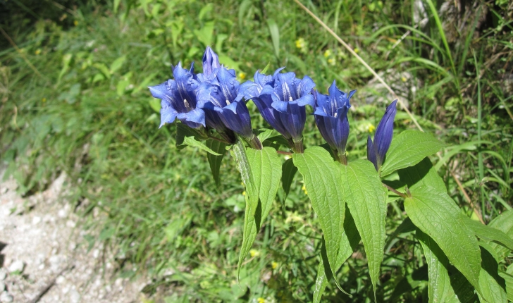 Gentiana sp.