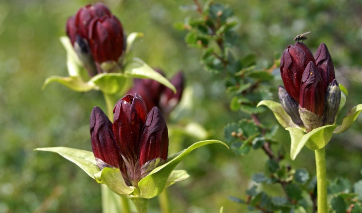 Gentiana purpurea (L., 1753)