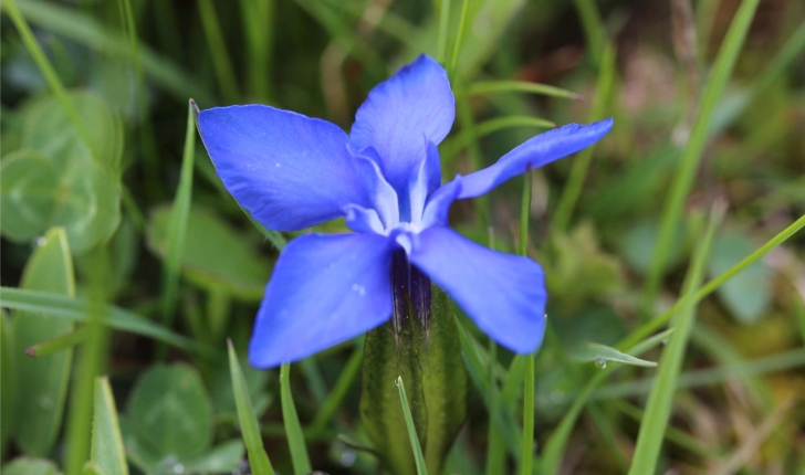 Gentiana sp.