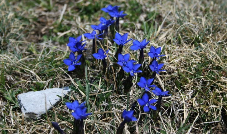 Gentiana sp.
