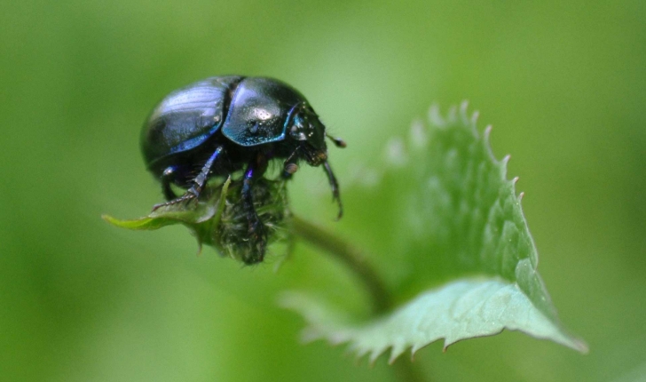 geotrupidae sp