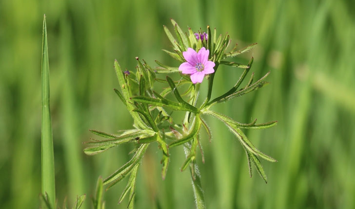 Géranium sp.