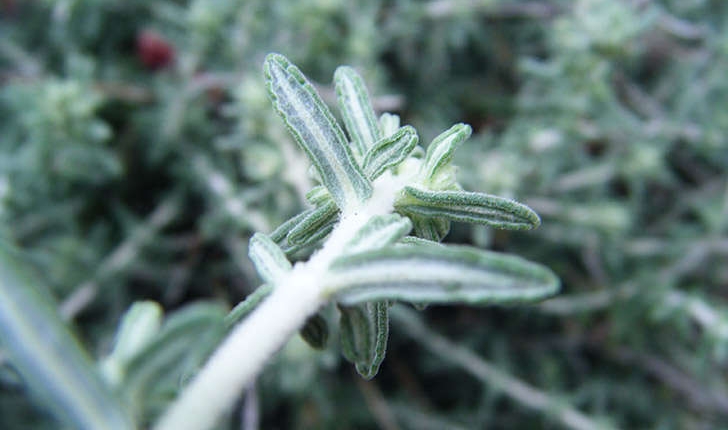 Teucrium polium subsp. purpurascens (Benth.) S.Puech