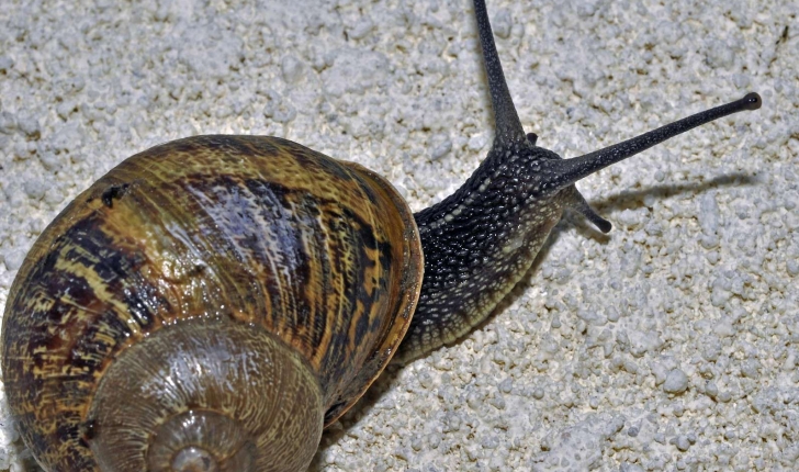 Helix aspersa (Müller 1774)