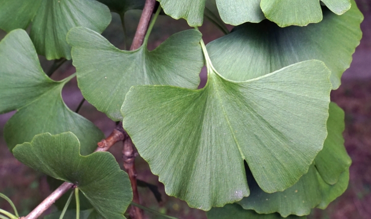 Ginkgo biloba Linné 1771