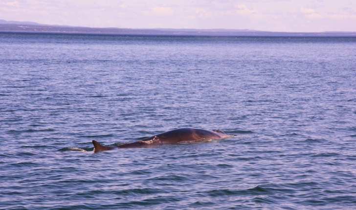 Rorqual commun (Crédits : Glynniqua - Flickr)