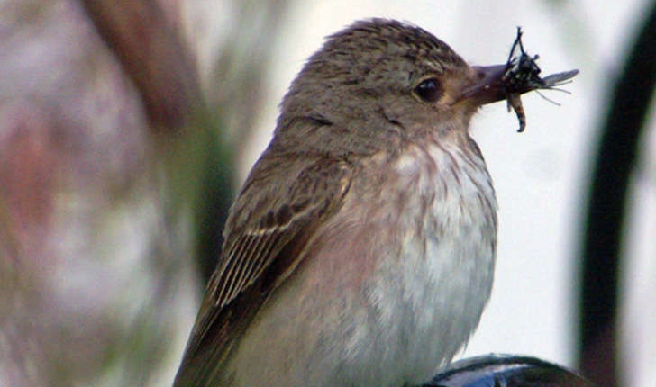 Muscicapa striata (Pallas 1764)