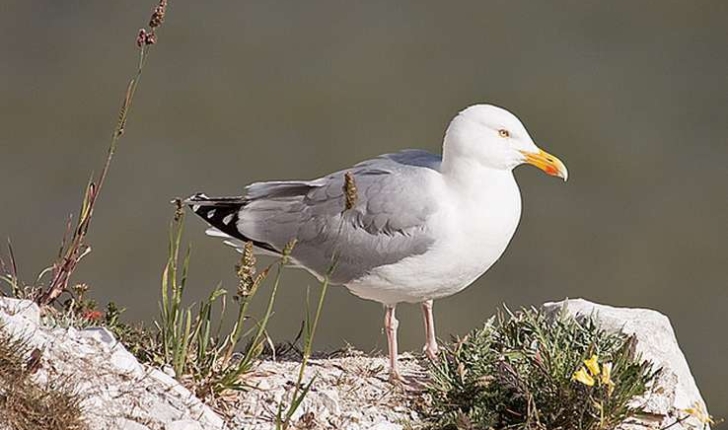 Larus argentatus (Pontoppidan, 1763)