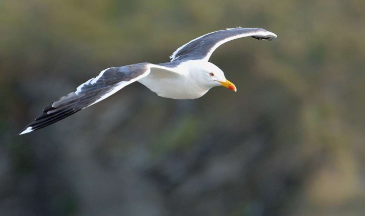 Larus fuscus (Linnaeus, 1758)