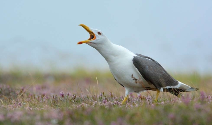 Larus fuscus (Linnaeus, 1758)