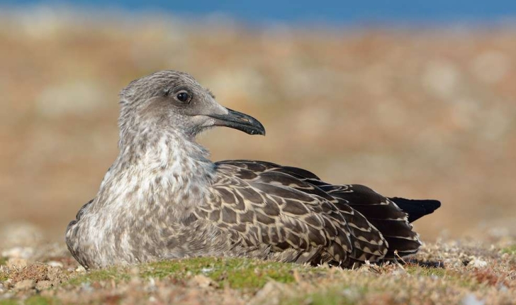 Larus fuscus (Linnaeus, 1758)